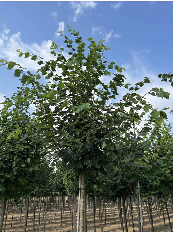 Winter-Linde | Tilia cordata Winter-Linde | Tilia cordata