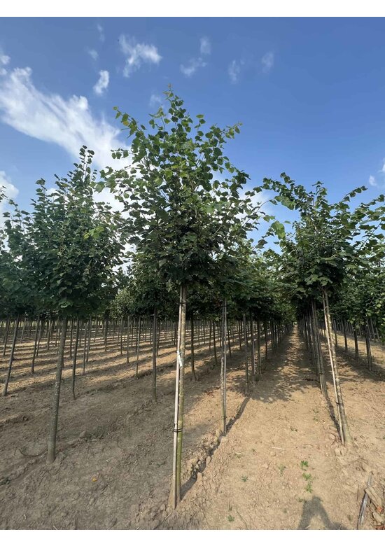 Winter-Linde | Tilia cordata