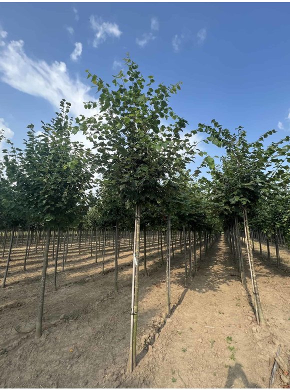 Winter-Linde | Tilia cordata Winter-Linde | Tilia cordata