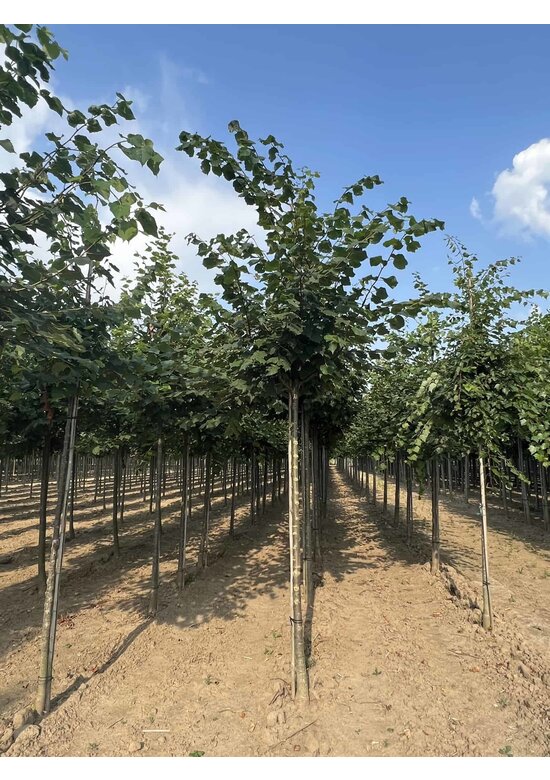 Winterlinde Baum | Tilia cordata