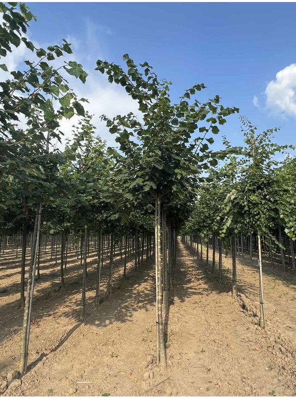 Winter-Linde | Tilia cordata Winter-Linde | Tilia cordata