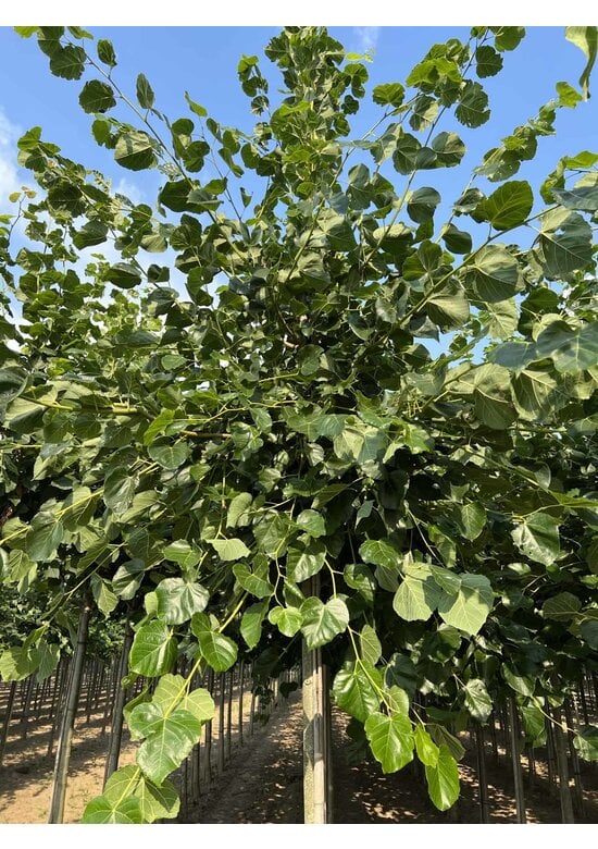 Krimlinde 'Euchlora' | Tilia europaea 'Euchlora'