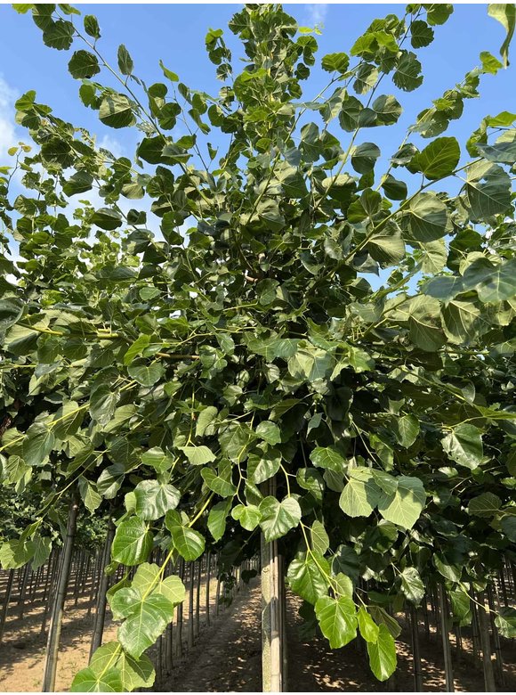 Krim-Linde 'Euchlora' | Tilia europaea 'Euchlora' Krim-Linde 'Euchlora' | Tilia europaea 'Euchlora'