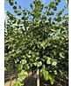 Krim-Linde 'Euchlora' | Tilia europaea 'Euchlora'