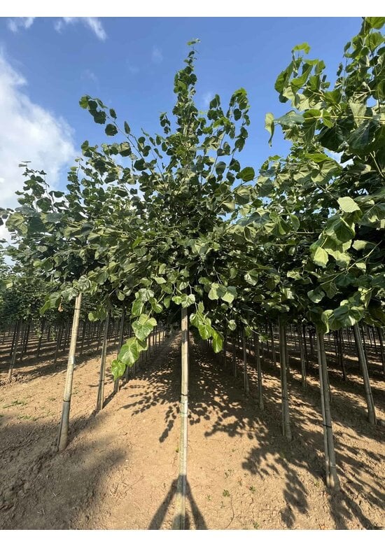 Krimlinde 'Euchlora' | Tilia europaea 'Euchlora'
