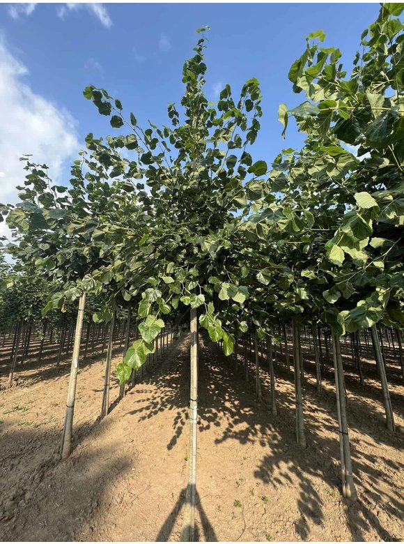 Krim-Linde 'Euchlora' | Tilia europaea 'Euchlora' Krim-Linde 'Euchlora' | Tilia europaea 'Euchlora'