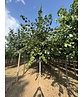 Krimlinde 'Euchlora' | Tilia europaea 'Euchlora'