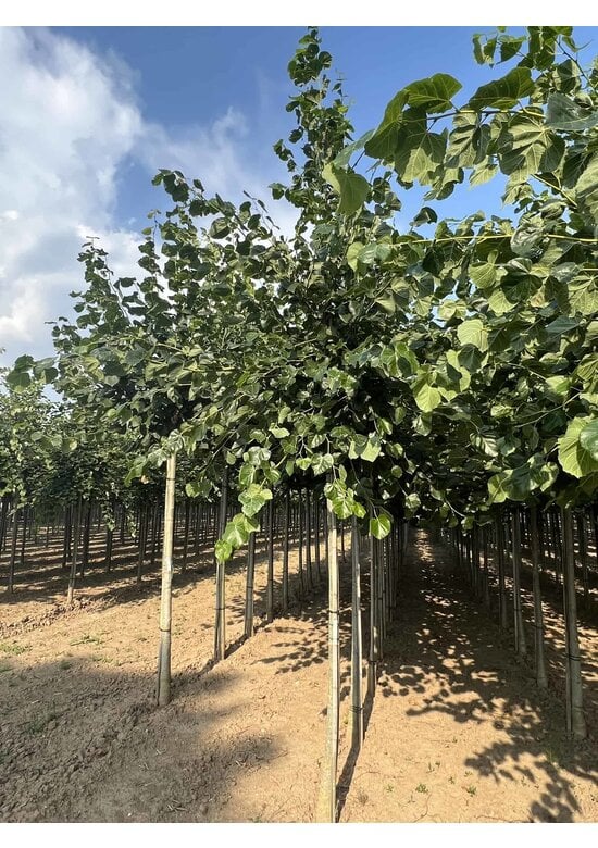 Krim-Linde 'Euchlora' | Tilia europaea 'Euchlora'