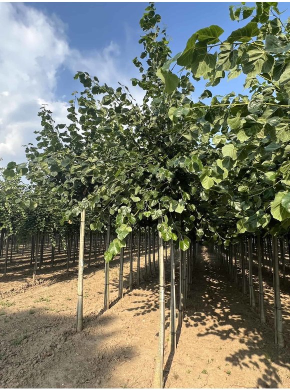 Krim-Linde 'Euchlora' | Tilia europaea 'Euchlora' Krim-Linde 'Euchlora' | Tilia europaea 'Euchlora'