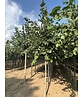 Krimlinde 'Euchlora' | Tilia europaea 'Euchlora'