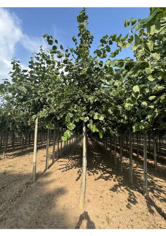 Krim-Linde 'Euchlora' | Tilia europaea 'Euchlora'