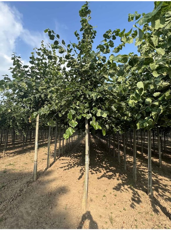 Krim-Linde 'Euchlora' | Tilia europaea 'Euchlora' Krim-Linde 'Euchlora' | Tilia europaea 'Euchlora'