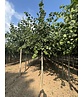 Krimlinde 'Euchlora' | Tilia europaea 'Euchlora'