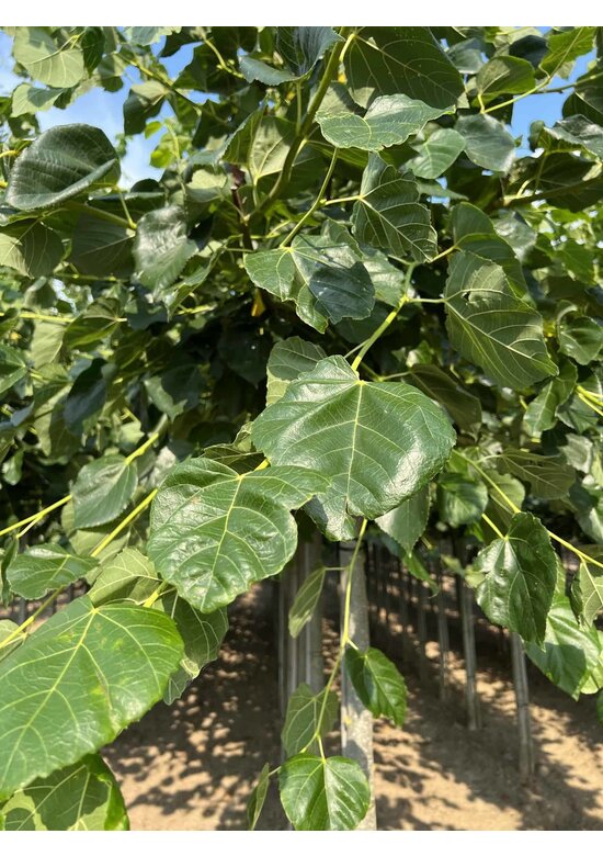 Krim-Linde 'Euchlora' | Tilia europaea 'Euchlora'