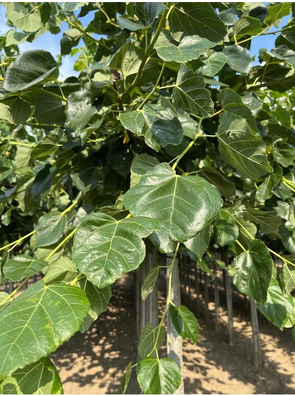 Krim-Linde 'Euchlora' | Tilia europaea 'Euchlora' Krim-Linde 'Euchlora' | Tilia europaea 'Euchlora'