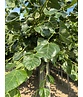 Krimlinde 'Euchlora' | Tilia europaea 'Euchlora'