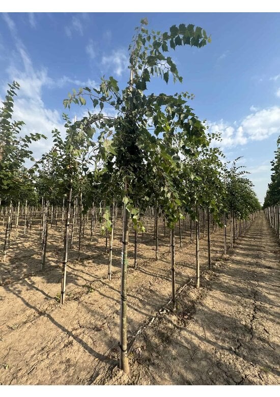 Mongolische-Linde | Tilia mongolica