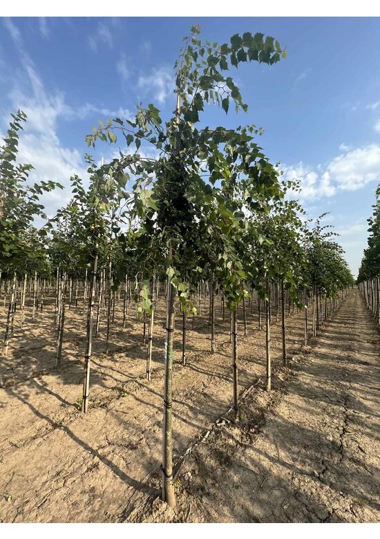 Mongolische-Linde | Tilia mongolica