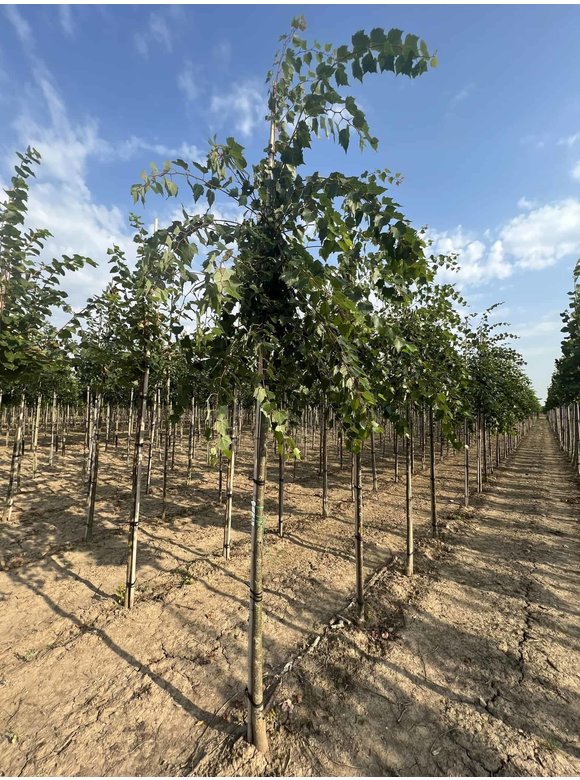 Mongolische-Linde | Tilia mongolica Mongolische-Linde | Tilia mongolica