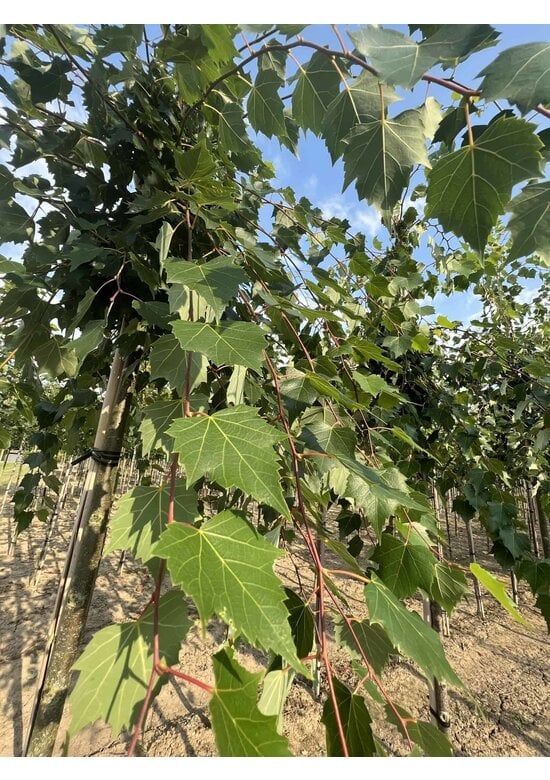Mongolische-Linde | Tilia mongolica