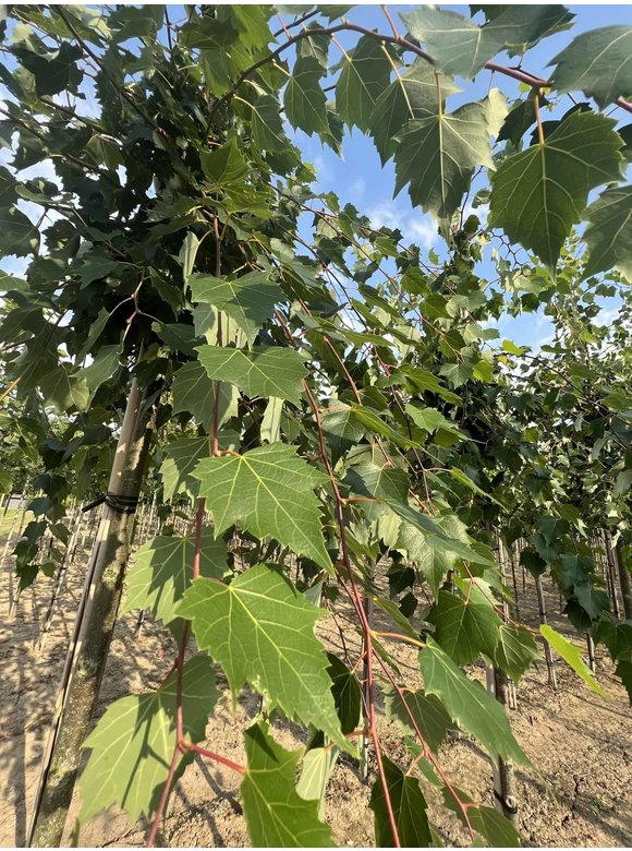 Mongolische-Linde | Tilia mongolica Mongolische-Linde | Tilia mongolica