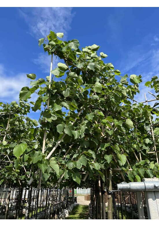 kaiserlinde spalier | Tilia europaea Pallida