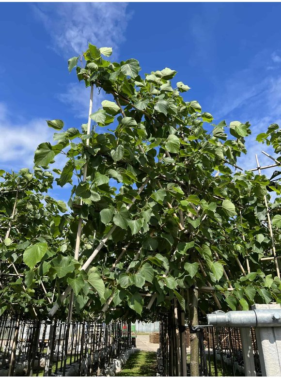 Spalier-Linde - Spalierbaum | Tilia Pallida Spalier-Linde - Spalierbaum | Tilia Pallida