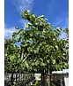 kaiserlinde spalier | Tilia europaea Pallida