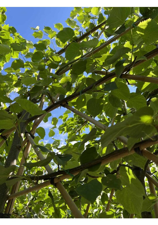 kaiserlinde spalier | Tilia europaea Pallida