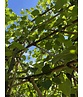 kaiserlinde spalier | Tilia europaea Pallida