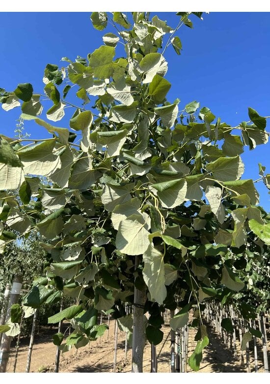 Hängende Silber-Linde | Tilia 'Petiolaris'