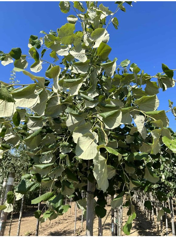 Hängende Silber-Linde | Tilia 'Petiolaris' Hängende Silber-Linde | Tilia 'Petiolaris'