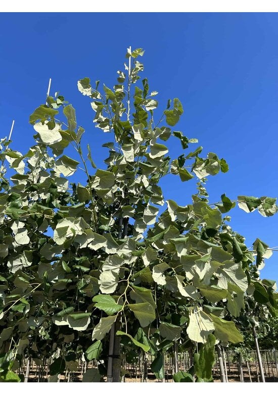 Hängende Silber-Linde | Tilia 'Petiolaris'