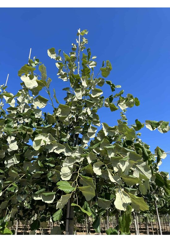 Hängende Silber-Linde | Tilia 'Petiolaris'