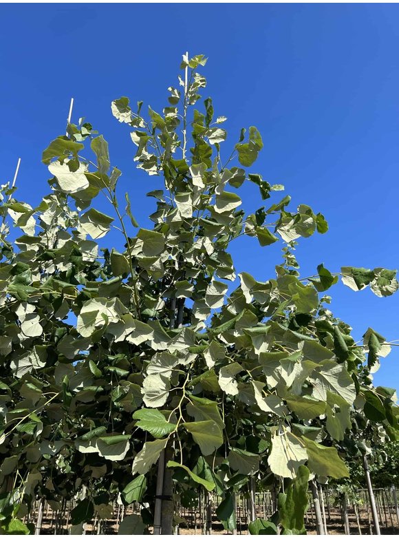 Hängende Silber-Linde | Tilia 'Petiolaris' Hängende Silber-Linde | Tilia 'Petiolaris'