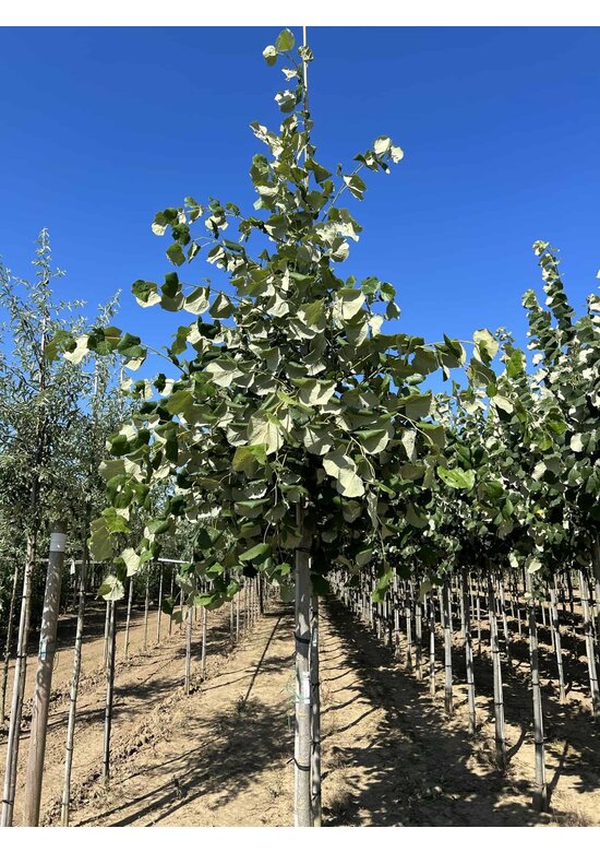Hängende Silber-Linde | Tilia 'Petiolaris'