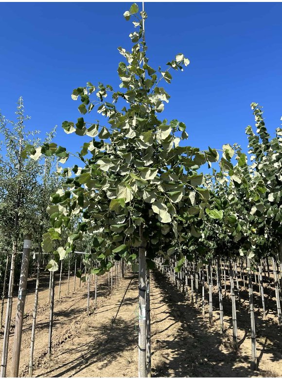 Hängende Silber-Linde | Tilia 'Petiolaris' Hängende Silber-Linde | Tilia 'Petiolaris'