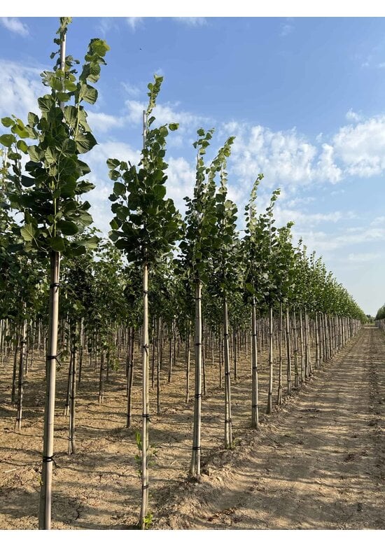 Großblättrige Sommerlinde 'Örebro' | Tilia platyphyllos 'Örebro'