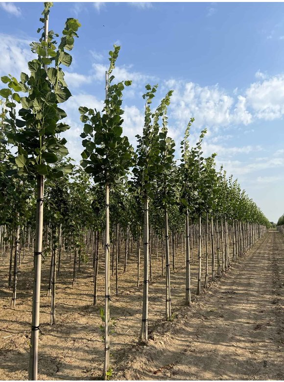 Großblättrige Sommerlinde 'Örebro' | Tilia platyphyllos 'Örebro' Großblättrige Sommerlinde 'Örebro' | Tilia platyphyllos 'Örebro'