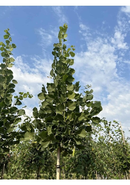 Großblättrige Sommerlinde 'Örebro' | Tilia platyphyllos 'Örebro'