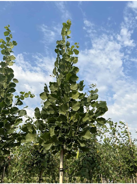 Großblättrige Sommerlinde 'Örebro' | Tilia platyphyllos 'Örebro' Großblättrige Sommerlinde 'Örebro' | Tilia platyphyllos 'Örebro'