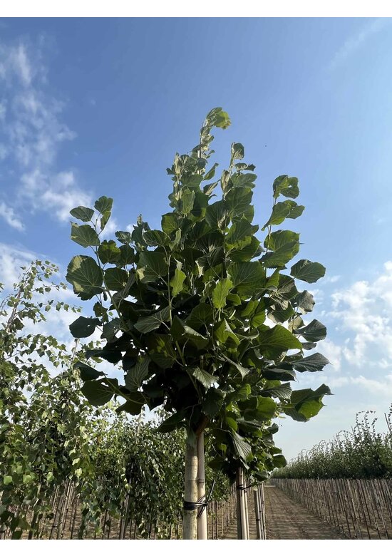 Großblättrige Sommerlinde 'Örebro' | Tilia platyphyllos 'Örebro'