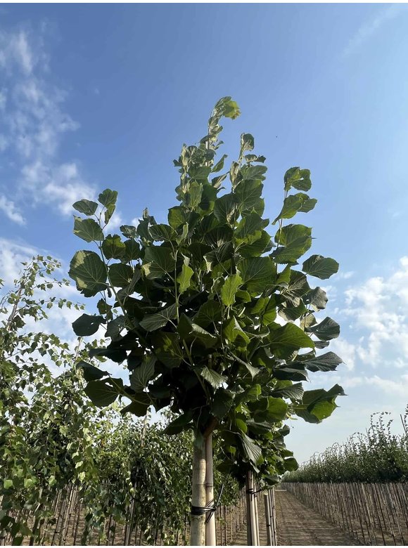 Großblättrige Sommerlinde 'Örebro' | Tilia platyphyllos 'Örebro' Großblättrige Sommerlinde 'Örebro' | Tilia platyphyllos 'Örebro'