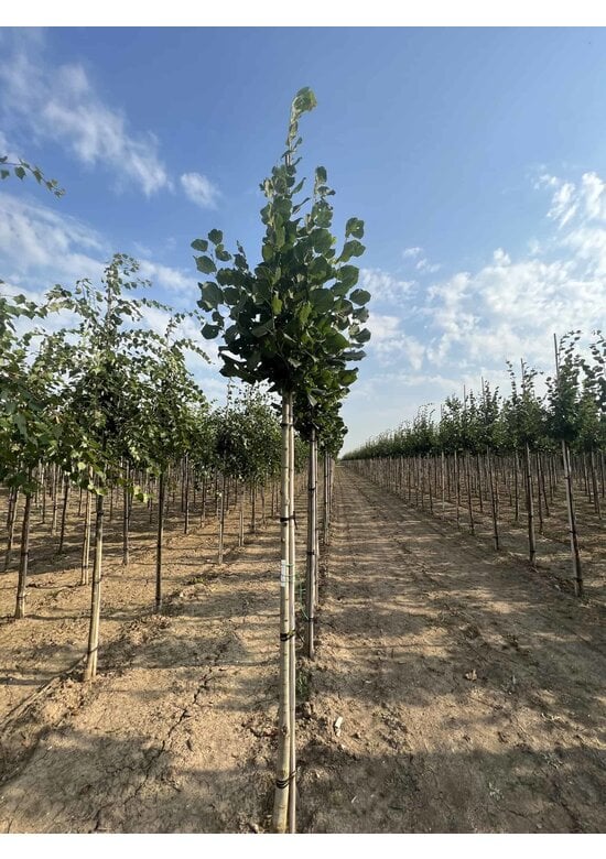Großblättrige Sommerlinde 'Örebro' | Tilia platyphyllos 'Örebro'