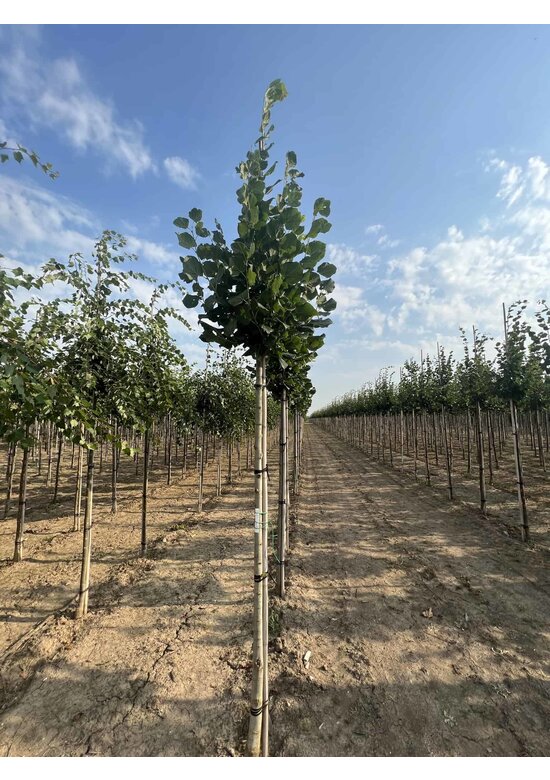 Großblättrige Sommerlinde 'Örebro' | Tilia platyphyllos 'Örebro'