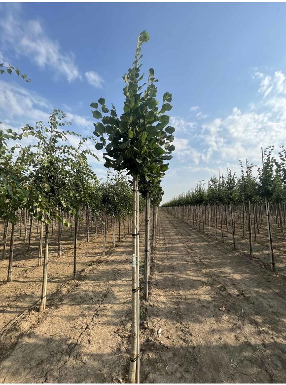 Großblättrige Sommerlinde 'Örebro' | Tilia platyphyllos 'Örebro' Großblättrige Sommerlinde 'Örebro' | Tilia platyphyllos 'Örebro'