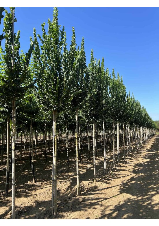 Säulenförmige Ulme 'Columella' | Ulmus 'Columella' Säulenförmige Ulme 'Columella' | Ulmus 'Columella'