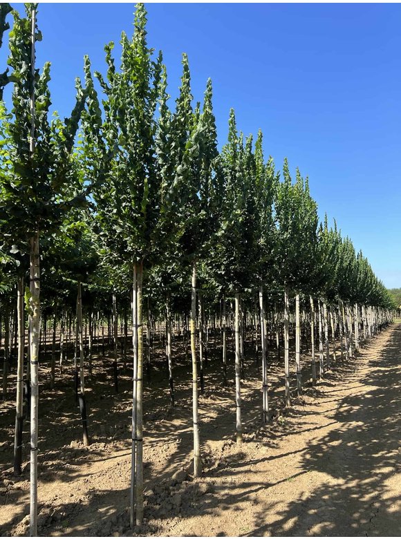 Säulenförmige Ulme 'Columella' | Ulmus 'Columella' Säulenförmige Ulme 'Columella' | Ulmus 'Columella'