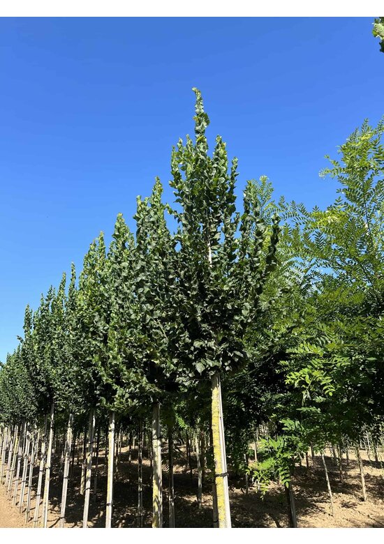 Säulenförmige Ulme 'Columella' | Ulmus 'Columella' Säulenförmige Ulme 'Columella' | Ulmus 'Columella'
