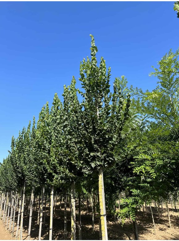 Säulenförmige Ulme 'Columella' | Ulmus 'Columella' Säulenförmige Ulme 'Columella' | Ulmus 'Columella'